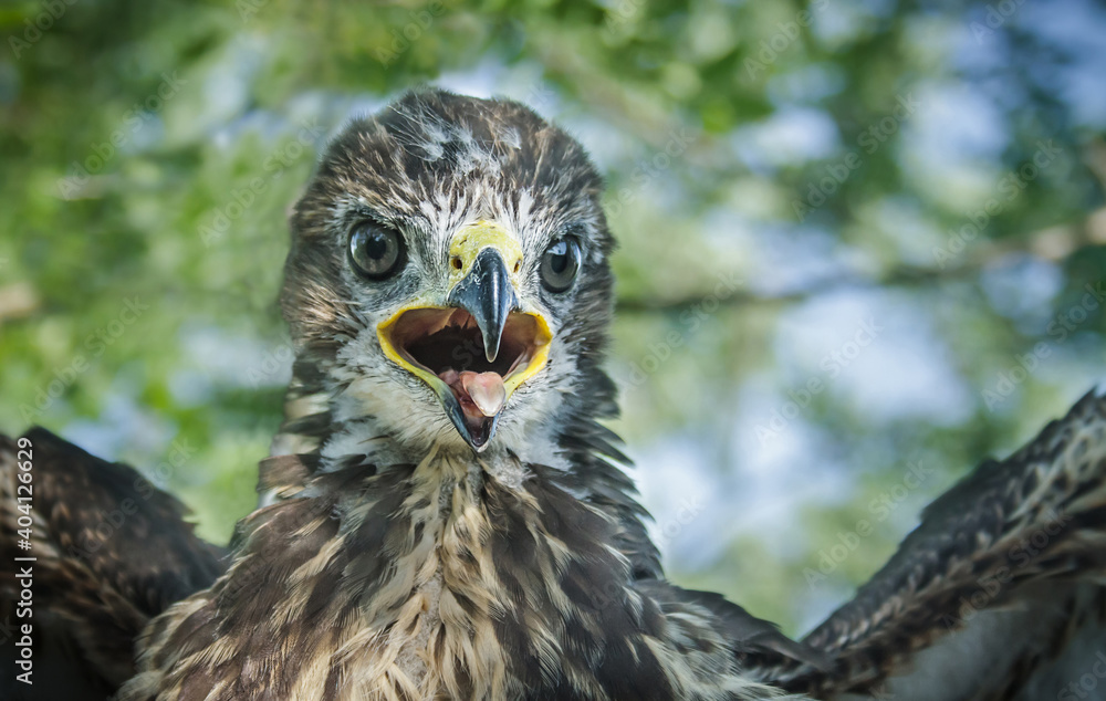 Bird of prey portrait. Common buzzard nestling closeup. Bird of prey portrait. Common buzzard nestling closeup.