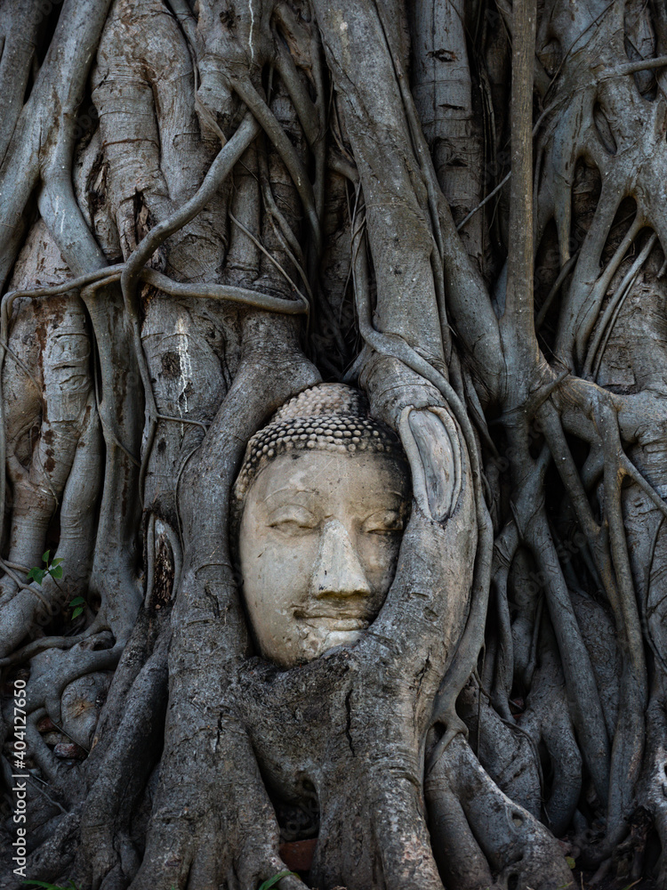 Buddha head in tree ayutthaya Thailand travel concept, Wat Mahathai ,Phra Nakhon Si Ayutthaya, Historical Park A historical park in Ayutthaya, One of the famous temple in Ayutthaya