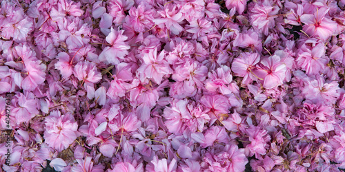 Fototapeta Naklejka Na Ścianę i Meble -  Kirschblüte, rosa, Hintergrund