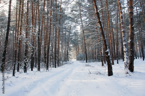 winter in forest © Pavlo Klymenko