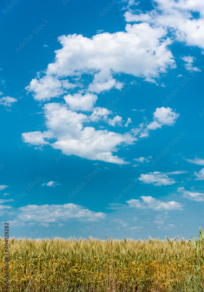 wheat & sky wheat & sky