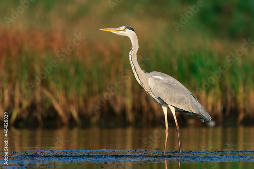 Great heron at shore standing.