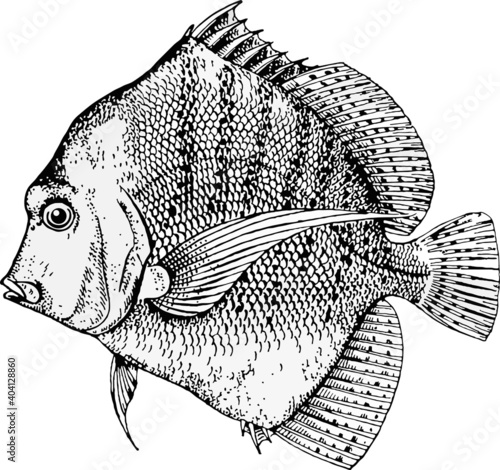 Fish hand drawing illustration.
Fish line drawing black on white
