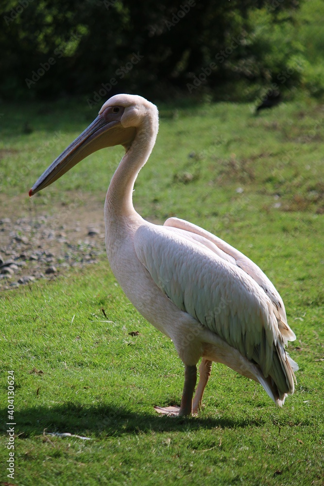 beautiful pelican is standing in the park beautiful pelican is standing in the park