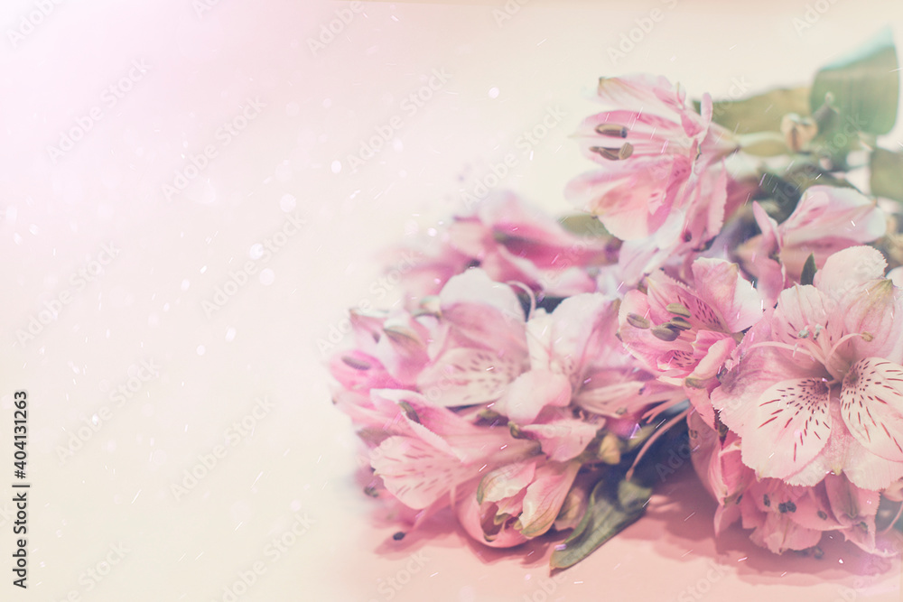 Alstroemeria pink on a pink background. The spring theme. Alstroemeria pink on a pink background. The spring theme.