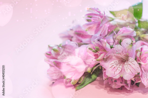 Alstroemeria pink on a pink background. The spring theme. © zyryanova