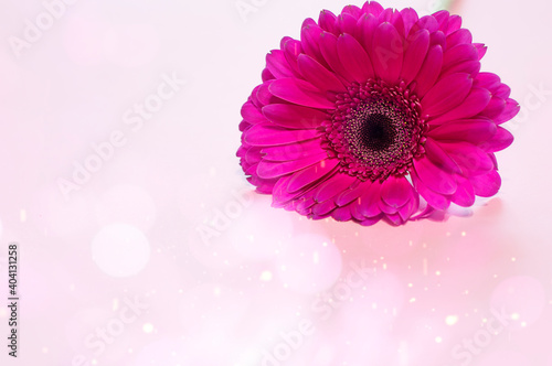 Gerbera flower on pink background with bokeh and glitter. Delicate floral pattern.
