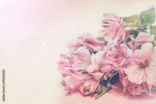 Fototapeta Naklejka Na Ścianę i Meble -  Alstroemeria pink on a pink background. The spring theme.