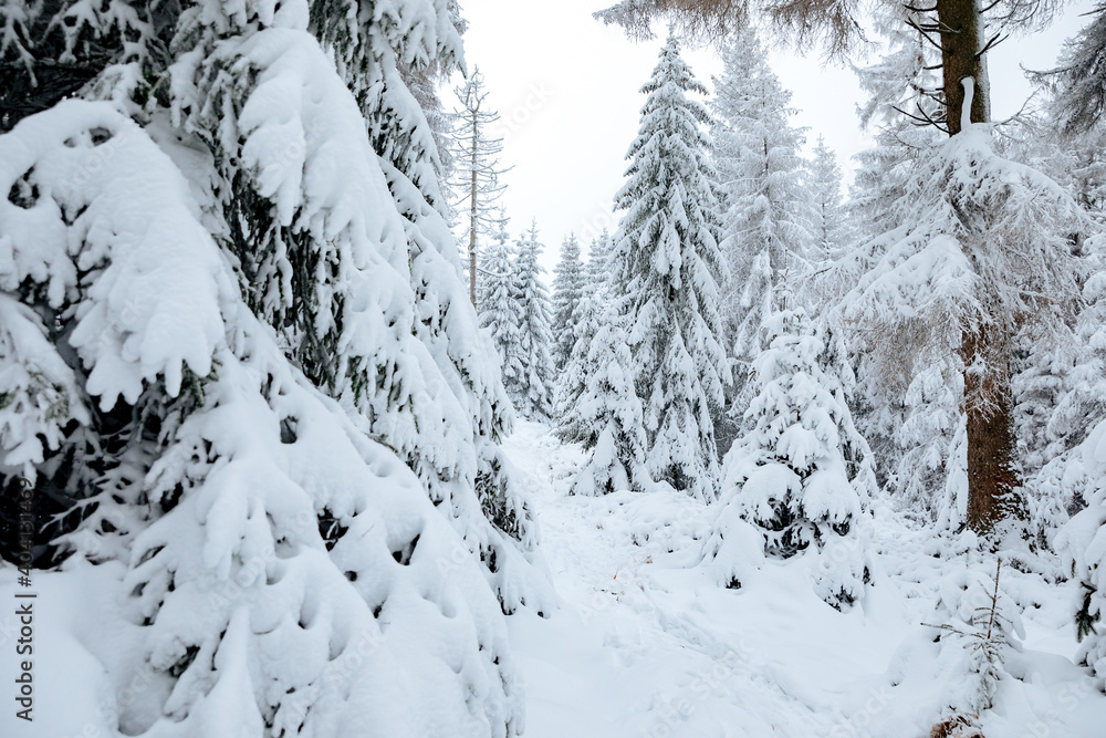 trees with a lot of snow on the branches. Forest in winter trees with a lot of snow on the branches. Forest in winter