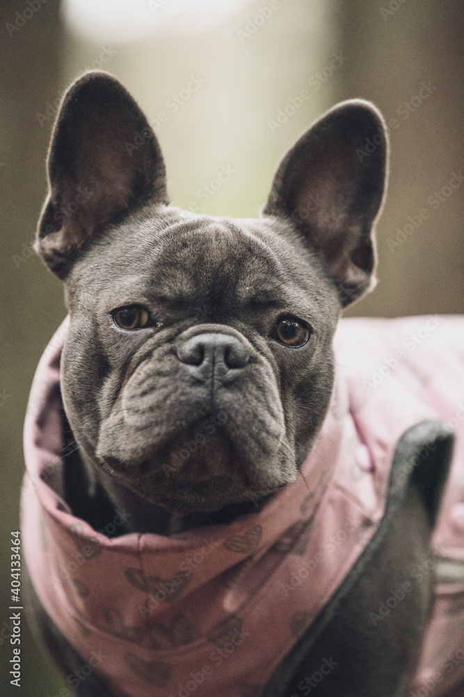 close portrait of small grey french bulldog in pink suit