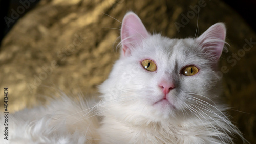 Photography portrait of a Turkish angora that lies on a golden background