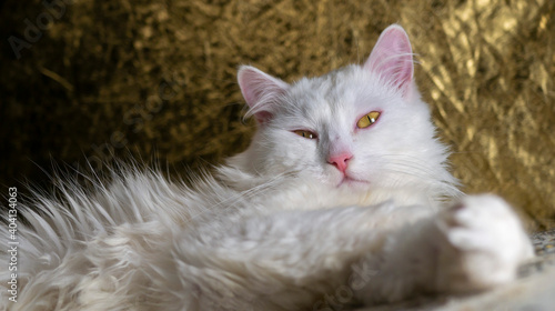 Fotografia portrait of a Turkish angora that lies on a golden background