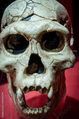 Homo georgicus skull replica, Museo Comarcal de Molina de Aragón, Guadalajara, Spain