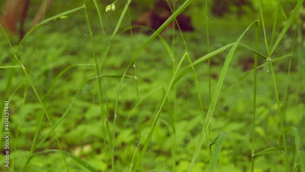 Beautiful young grass grows in the spring forest Beautiful young grass grows in the spring forest