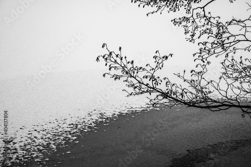 Monochrome image with tree branch above an icy surface