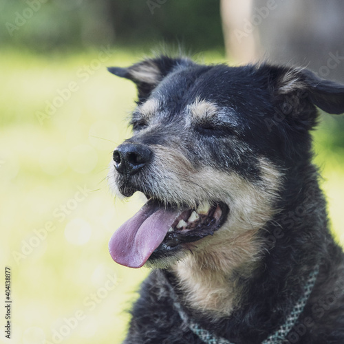 close portrait of happy old terrier dog smiling with pink tongue