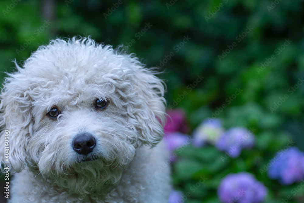 white dog white dog