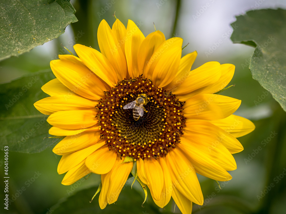Fototapeta premium Sunflower bee