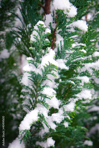 Christmas evergreen pine trees covered by the snow. Winter season.