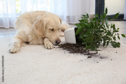 Cute Golden Retriever dog near overturned houseplant on light carpet at home