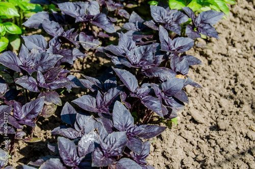 Basil green and purple in the garden. Photo of spicy herbs in a garden bed in summer