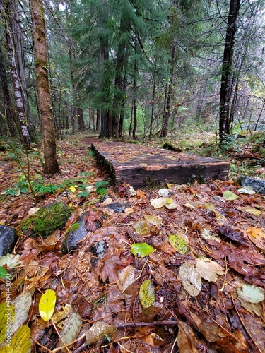 autumn in the forest