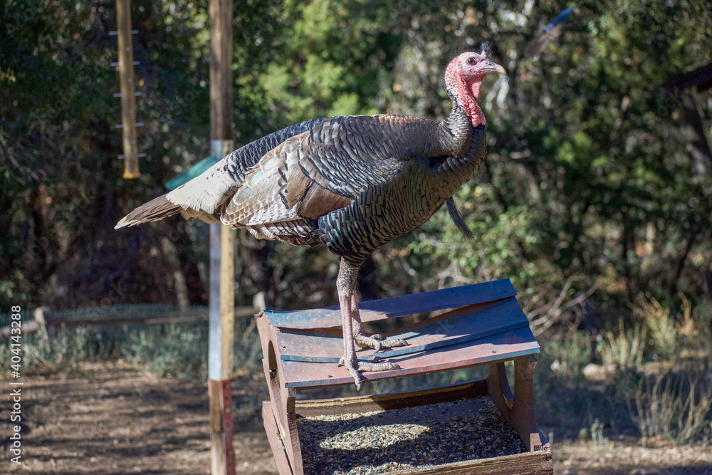 Obraz premium Wild Turkey in profile atop metal bird feeder in Arizona forest.