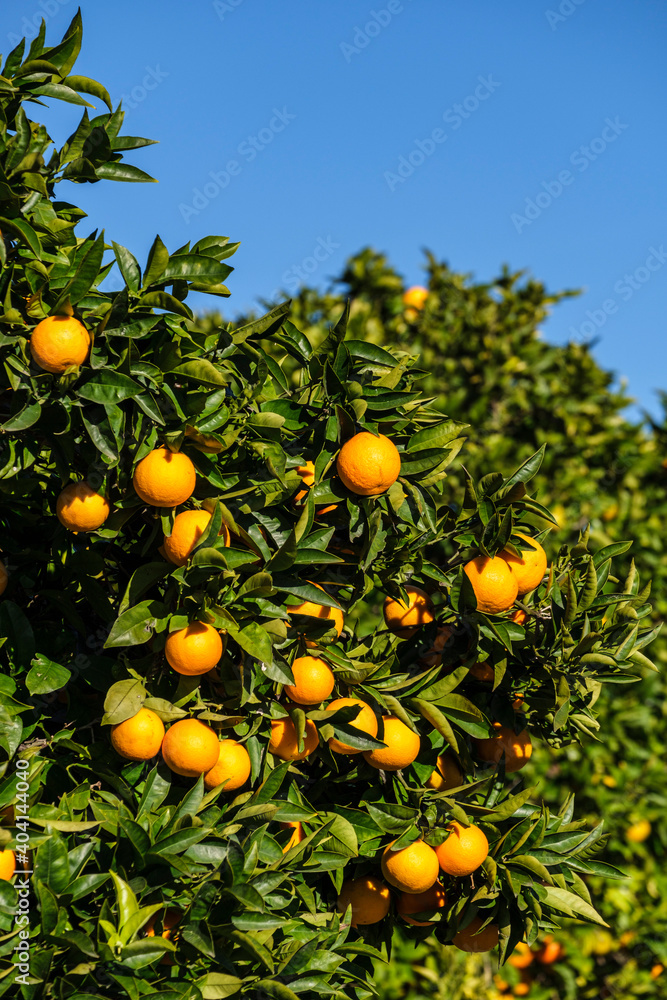 oranges on the tree, Lloret de Vista Alegre, Mallorca, Balearic Islands, Spain oranges on the tree, Lloret de Vista Alegre, Mallorca, Balearic Islands, Spain