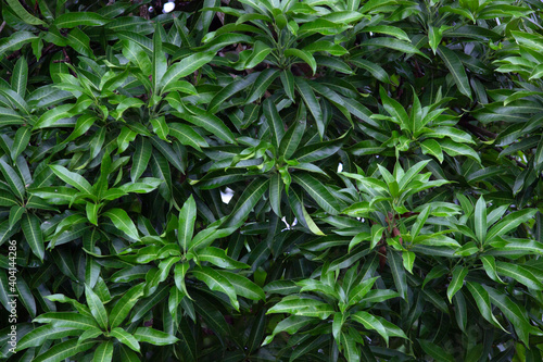  green leaves wall