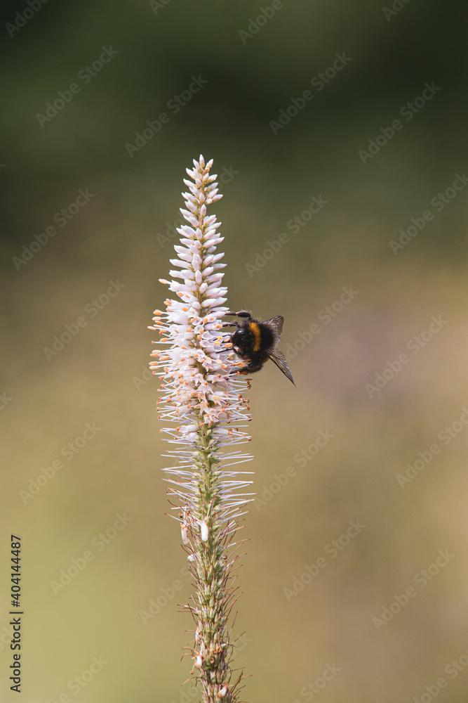 Fototapeta premium bumblebee on a flower