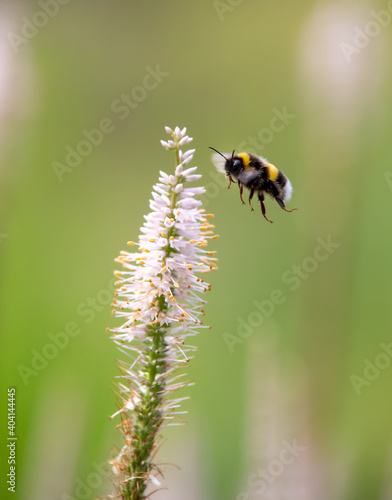 bumblebee on a flower © Markus Hesse