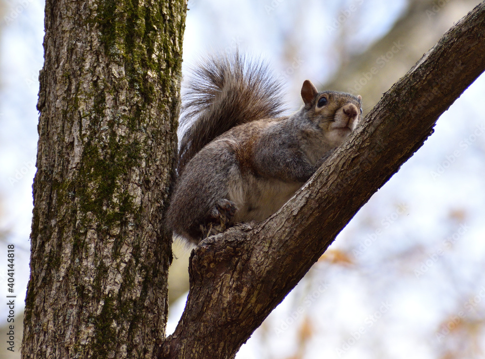 Squirrel on Tree Branch Squirrel on Tree Branch
