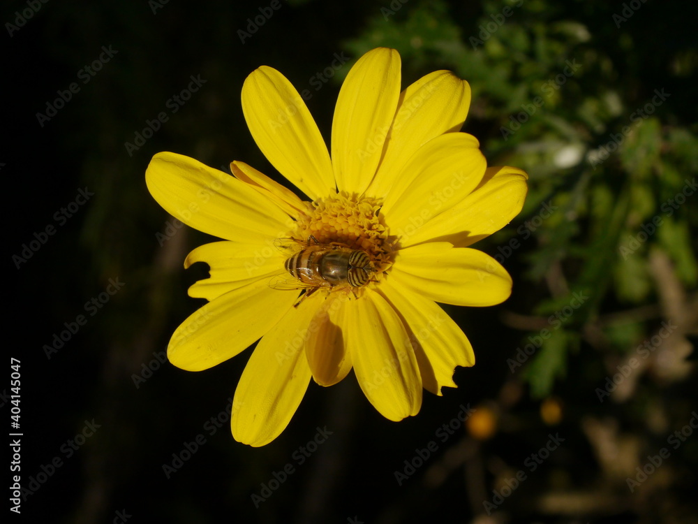 flower macro flower macro