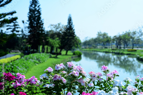 Colorful flowers in nature. flowers in the garden Blooming in the Formal Garden. Park. Beautiful Garden 