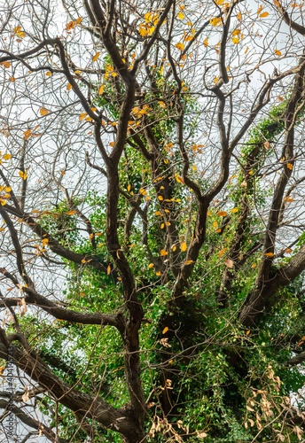 Tree from the fairytale. Unusual tree canopy overgrown into creepers with the bunch of random branches with just a few yellow leaves. 