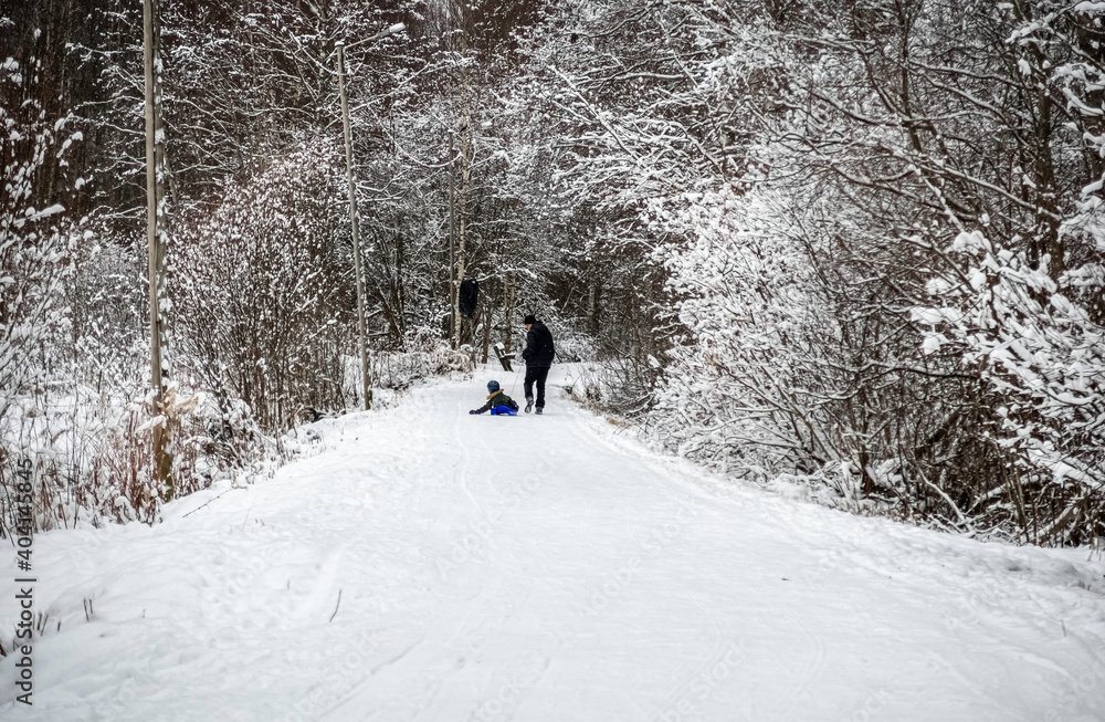 Forest in winter. Forest road in winter. A man is rolling a child on a sled.