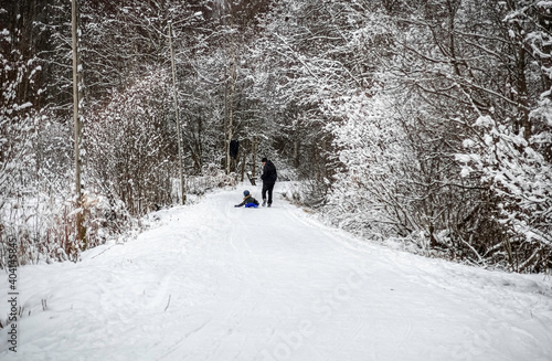 Forest in winter. Forest road in winter. A man is rolling a child on a sled.
