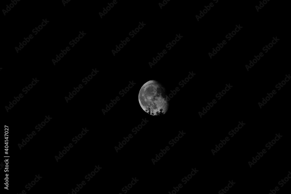 Fototapeta premium Mond über den Baumwipfeln 