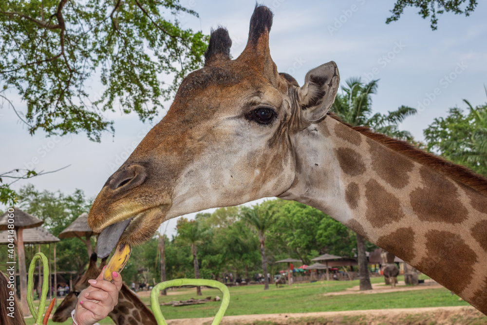 Fototapeta premium A giraffe with a tongue sticking out reaches for a banana in a man's outstretched hand.