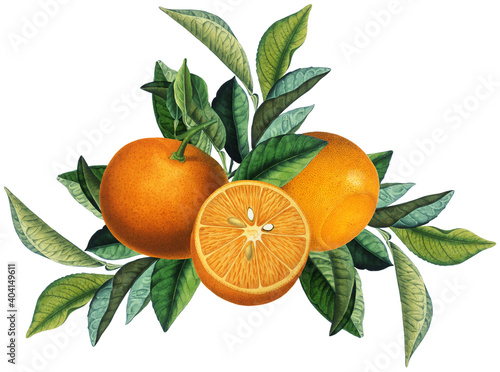 Fruit arrangement with vintage orange citruses and green leaves