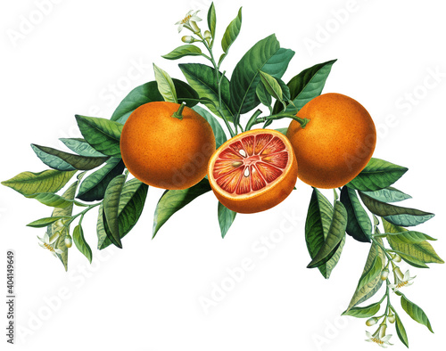 Fruit arrangement with vintage orange citruses, blossom, green leaves photo