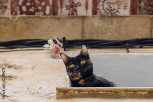 cat in front of some typical painted tiles, Valldemossa, Mallorca, Balearic Islands, Spain