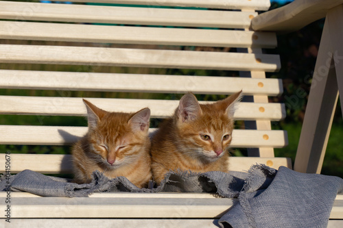 Two adorable red kittens are lying on a rocking chair, their eyes narrowed. Cute fluffy kittens.