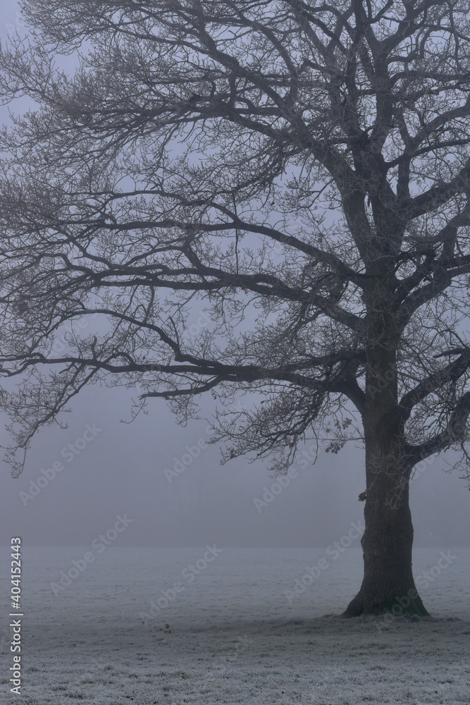 A lonely tree on a misty morning in the park, Coventry, England A lonely tree on a misty morning in the park, Coventry, England