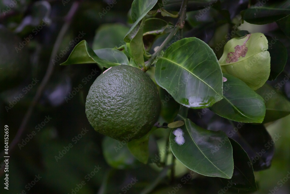 Avocadoe Close Up on tree Avocadoe Close Up on tree