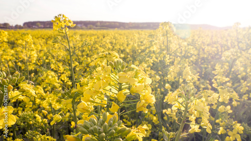 Fototapeta Naklejka Na Ścianę i Meble -  Rapeseed field, during the flowering period