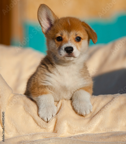 Obraz na płótnie Funny welsh corgi pup posing on a dog bed w salonie