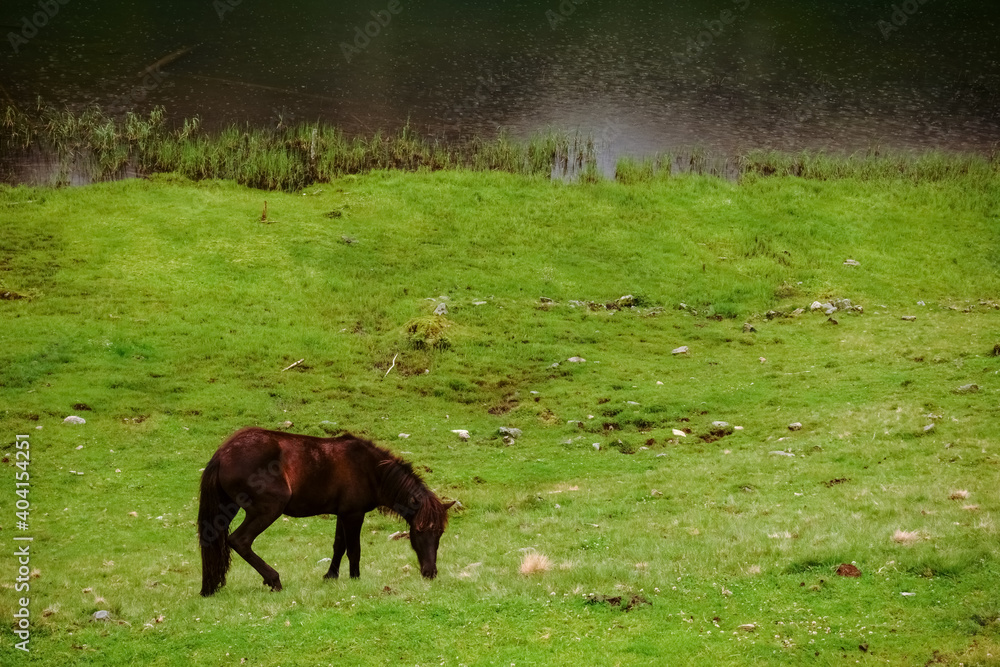 single brown horse on a green meadow near a lake single brown horse on a green meadow near a lake
