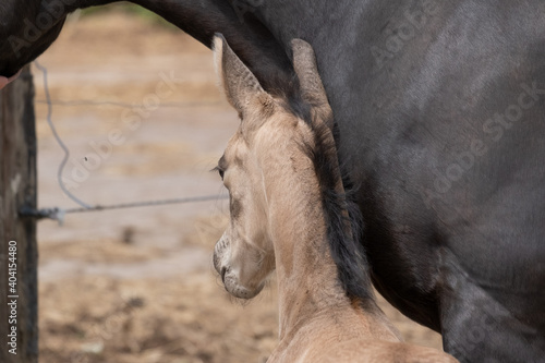 Head of a newborn yellow foal, stands together with its brown mother. Seen from behind