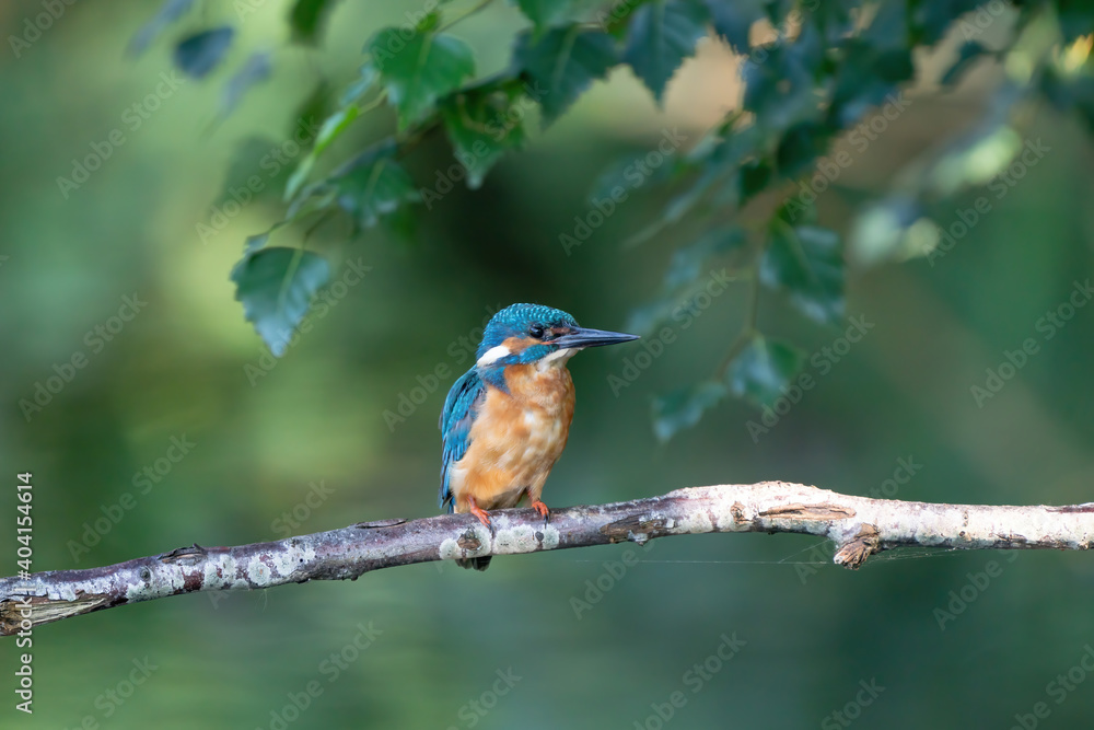 Beautiful blue Kingfisher bird, male Common Kingfisher, sitting on a branch, back profile Beautiful blue Kingfisher bird, male Common Kingfisher, sitting on a branch, back profile